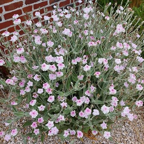 Vexiernelke 'occulata', Zweifarbig Weiß und Rosa, Lychnis coronaria occulata 50 Samen