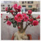 YGHESFDE Wüstenrose pflanze kaufen-Desert rose pflanze Adenium obesum pflanze wüstenrose pflanze kaufen wüstenrose zimmerpflanze-1Pflanze-B