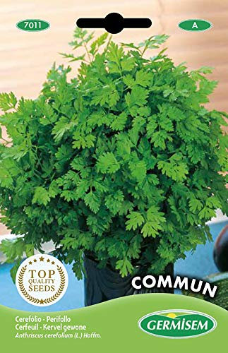 Germisem graines Cerfeuil COMMUM