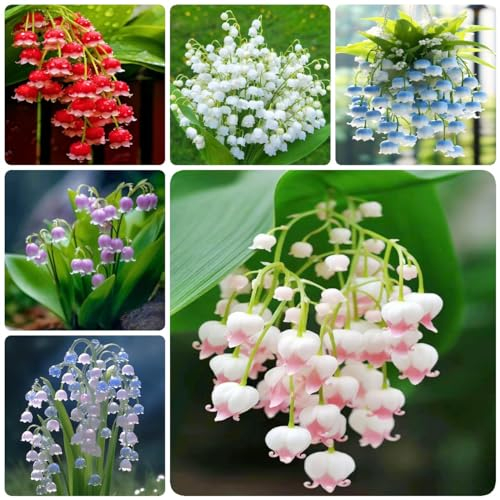 22 pcs maiglöckchen zwiebeln winterhart mehrjährig - balkonpflanzen winterhart Hydrokultur, pflanztopf zimmerbonsai bonsai blumenzwiebel balkon deko winterfeste