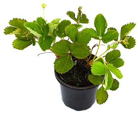 Fresa Salvaje 10cm Planta Natural para Cultivar en Casa y Comer