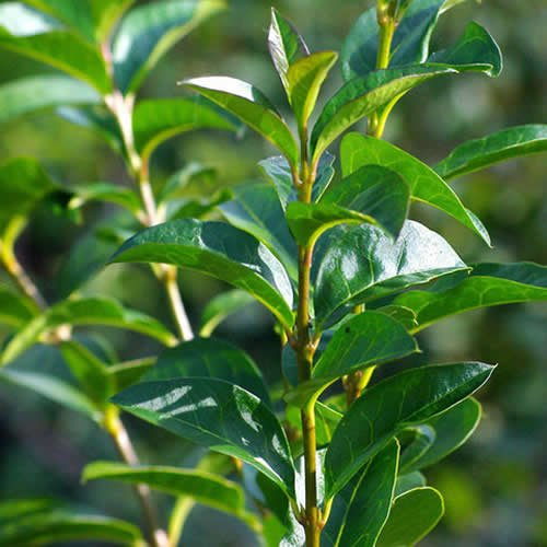 100 X 40-60CM LIGUSTRUM OVALIFOLIUM Green Privet Bare Root Hedging Plants