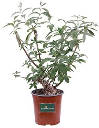 Pianta di Buddleja Madagascariensis Cespuglio di Farfalle del Madagascar pianta da esterno pianta da giardino pianta da fiore pianta ornamentale di Buddleja pianta vera venduta da eGarden.store