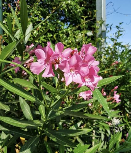 Pianta di Oleandro (Nerium oleander L., 1753), vaso 16 Cm - Arbusto sempreverde