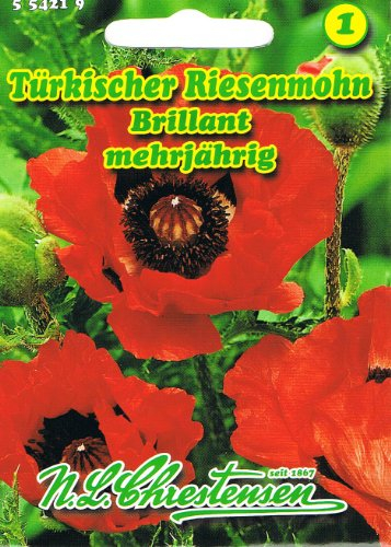Türkischer Riesenmohn brillant hellrot Schmuckstaude 'Papaver orientale' mehrjährig