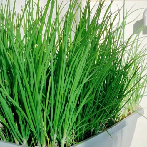 semi di cipollina perenni esotiche giardino balcone vecchie varietà 150pcs