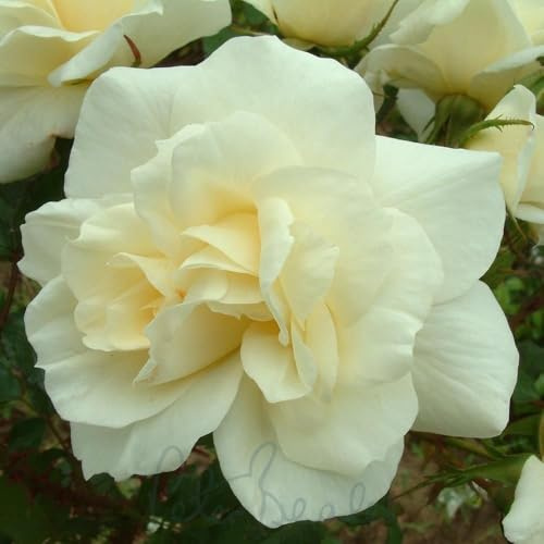 Peter Beales Roses Notre Dame De Calais Climbing Rose, White Semi-Double Flowers, 390cm Height