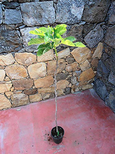 Pianta di fichi Bifera bianco - Albero di 2 anni - Imballaggio speciale protettivo