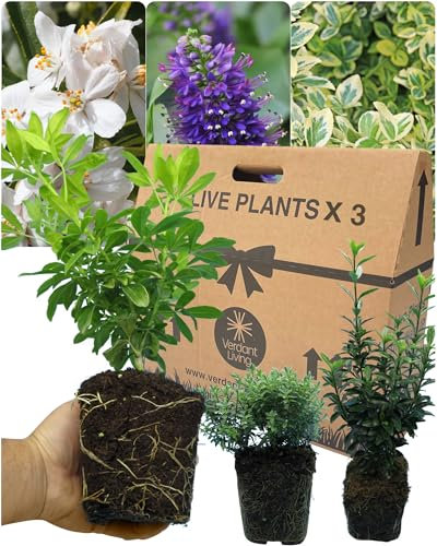 3 Mixed Live Perennial Evergreen Plant Collection - Three Variety Plants Euonymus, Choisya & Hebe. Grown in Large 13cm Pots. Established Ornamental Hardy Evergreen Garden Ready Outdoor Shrub Mix