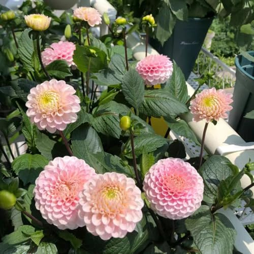 2 pz tuberi dalia sono resistenti e perenni - decorazione vegetale bulbi del giardino erbe da giardino per uomini, bulbi a precoce, fiori