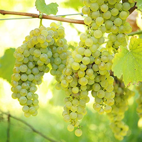Grape Vine Vitis Green White Deciduous Climbing Fruit Plant Hardy Outdoor Garden