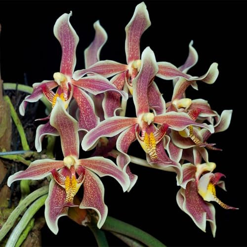 Lot de 5 bulbes d'orchidée cymbidium brillants en vrac, vivaces, plantation professionnelle pour de superbes expositions de jardin - A