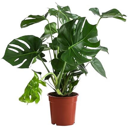 Dehner Fensterblatt, grün, ca. 60-70 cm exkl. Pflanztopf, Ø Topf 21 cm