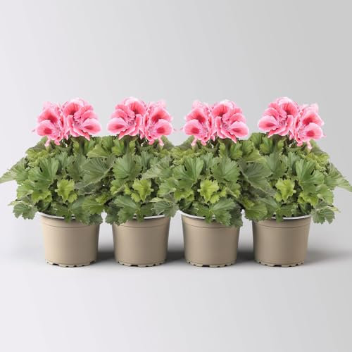 Edelgeranie Bella Donna® 'Don Maxima®' lachs-rot, Topf-Ø 12 cm, 4 Pflanzen
