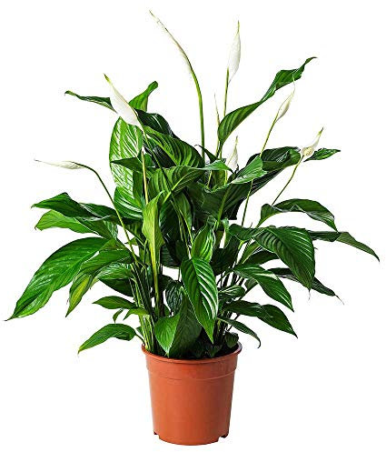 AMPLEX Paquete de 2 plantas de lirio de paz Spathiphyllum, maceta de 6 pulgadas, purificador de aire para interiores y exteriores.