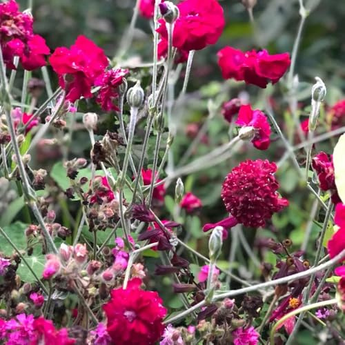 Semi di chiodi di garofano - Lychnis coronaria - da balcone resistenti per luoghi soleggiati semi di decorazioni floreali resistenti all'esterno 400pcs