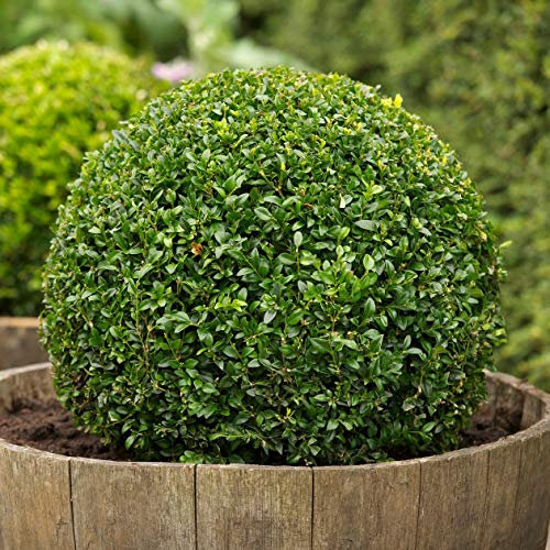Buchsbaum, Buxus sempervirens, 100 Samen, (Hardy Evergreen, Topiary, Hecke, Bonsai): Only seeds