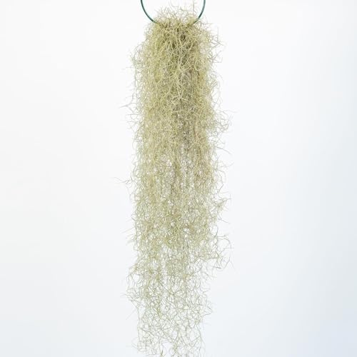 Michieli Floricoltura Tillandsia Usneoides Pianta Vera Cadente 50 cm Muschio Spagnolo Barba di Mosè Pianta Aerea Pendente da Interno Grigio-Verde Coltivata in Italia