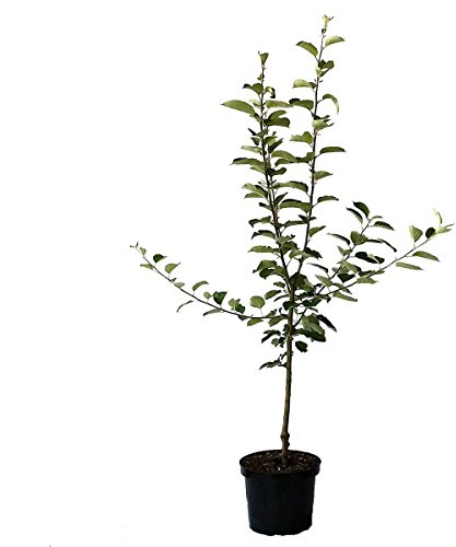 Gravensteiner Herbstapfel sortentypisches Aroma Apfelbaum Buschbaum ca. 110-140 cm 9,5 L Topf MM 111