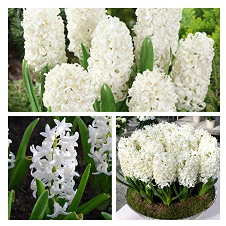 Hyacinth Carnegie x 5 Flower Bulbs Size 15/16. Pure White Stunning Spring Flowers. Easy to Grow.