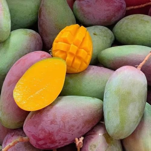 Semillas resistentes del árbol de mango árboles frutales plantas exóticas Semillas de árboles de mango para jardín de interior árboles frutales columnares árbol bonsái planta de balcón 6pcs