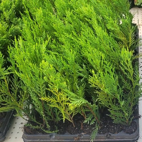 25 Uds Plantas de Ciprés Leylandii 2001 (15-30 cm) – Seto Rápido y Denso – Perfecto para Cerramiento Exterior