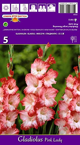 AUSVERKAUF : Gladiolenzwiebeln : Gladiolus -Gladiole  Pink Lady  5 Blumenzwiebeln