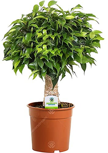 Ficus Dark Green Kinky Stem - 1 Plant - House/Office Live Indoor Tree 12cm Pot
