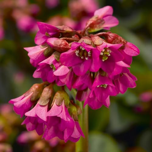 Bergenia 'Shoeshine Rose'. 7cm Plant x 3. Rose Pink Perennial Flowers. Elephant's Ear. Available from Bedwen Plants