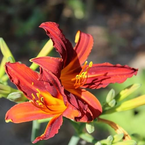 6x Lis d’un jour 'Sammy Russell' – Hemerocallis 'Sammy Russell' – Godet 9x9cm | Fleurs rouge vif, gorge jaune
