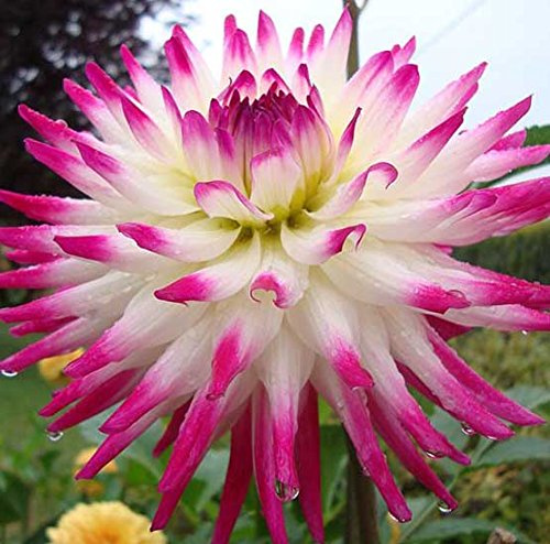 Hayley Jane Cactus Dahlia, Spectacular Flowering Blooming Sized Root/bulb/plant