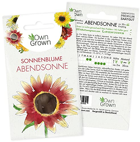 Sonnenblumen Samen Abendsonne (Helianthus annuus): Premium Sonnenblumen Saatgut für hohe Sonnenblume, Sonnenblume Saat zur Anzucht von ca. 30 Pflanzen – Insektenfreundliche Blumensamen von OwnGrown
