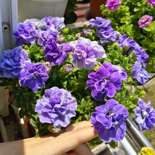 semillas de petunia en pie, interior petunia para balcones, perennes resistentes, 400pcs
