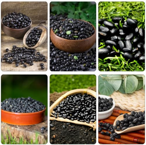 semillas de frijol negro decoración de balcones jardín medicinales semillas variedades tradicionales frijoles invierno 10pcs