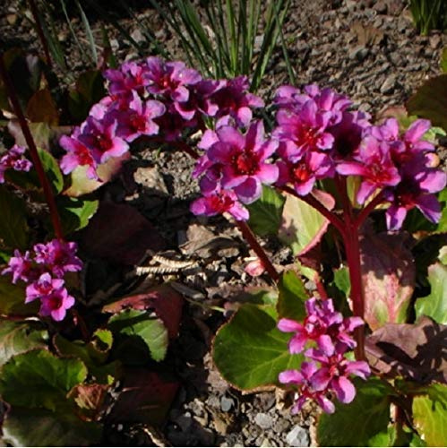 6 x Bergenia 'Morgenrote' - Perenni Vaso 9cm x 9cm