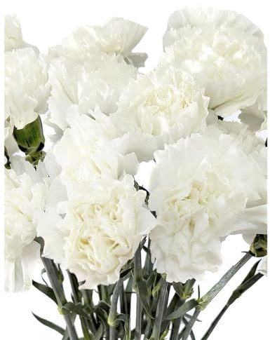 Ramo de Claveles Blancos Naturales con 50 Flores en Tonos Vibrantes Clavel Blanco Ocasiones Especiales