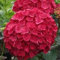 Nuovo Ortensia Fiore semi rosso 50pz