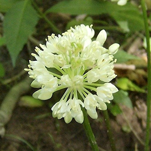 Graines de poireau sauvage Rampen Pack de 100 graines