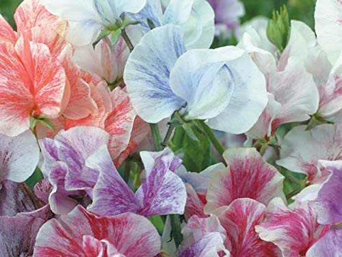 PREMIER SEEDS DIRECT - Sweet Pea - Heaven Scent Mix - 45 Finest Seeds