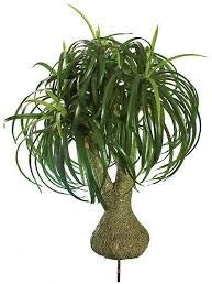 albero di coda di cavallo di palma grande pianta d'appartamento !!! 5 semi!