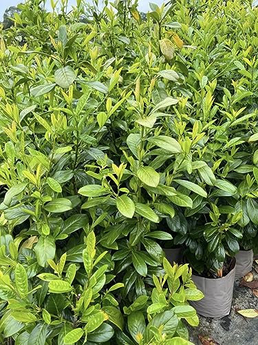 20 3-4ft Evergreen Laurel Hedging
