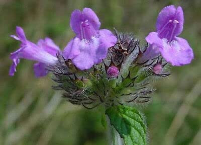 60 granos de BASILICA SALVAJE (Clinop odium vulgare) E103 SEMILLAS DE ALBAHACA SILVESTRE SAMEN:Semillas