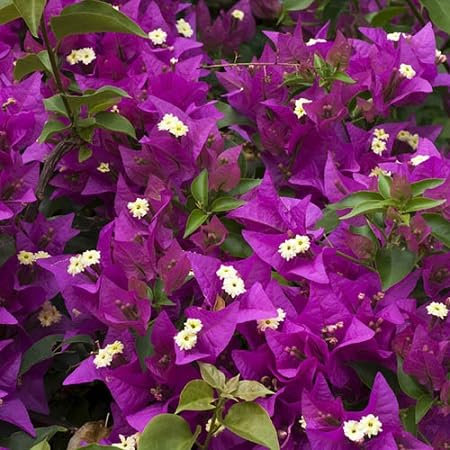 Graines de fleurs de bougainvilliers 100pcs violet