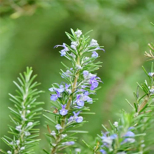 semi di rosmarino raro biologiche selvatici sul balcone rialzata giardino resistenti al freddo 400pcs