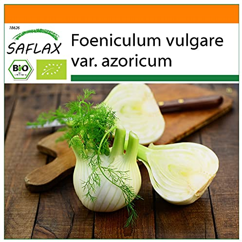 SAFLAX - Garden in the Bag - Ekologiskt - Knölfänkål - 100 Frön - Med underlag i en passande resväska - Foeniculum vulgare