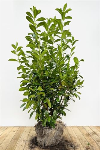 Prunus laurocerasus 'Novita' 140-160 cm - Kirschlorbeer, immergrün, ideal als Hecke, pflegeleicht, winterhart, schnellwachsend