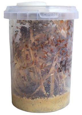 Go-Large 1000ml Advanced Husbandry Live Fruit Flies, Drosophila Hydei, Large 2-3mm, Culture with Multiple Life Stages