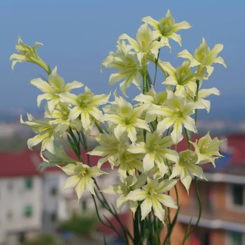 bulbi di gladioli resistenti, giardino esterno 3pcs