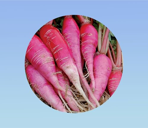 600 graines de radis D'hiver rose de chine -variété robuste