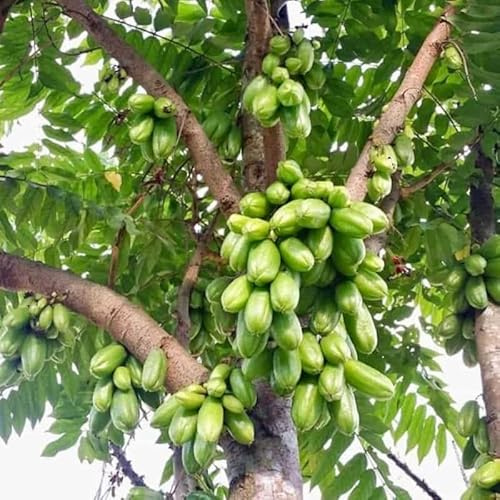 Live Plant - Bilimbi Cucumber Tree (Averrhoa Bilimbi) Live Fruit Tree 1’-2’ Feet Tall